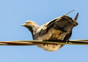 Роспотребнадзор обратился к россиянам на фоне новостей о пандемии птичьего гриппа