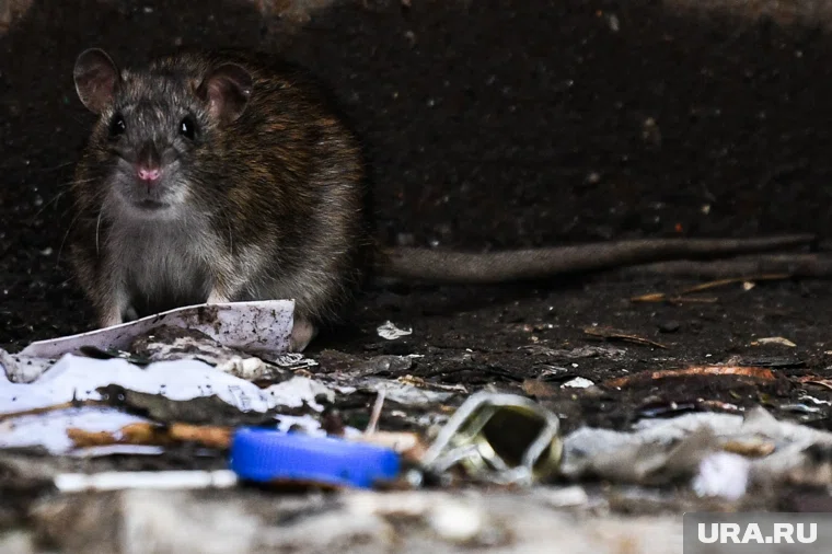 Грызуны расплодились у мусорных баков в Кургане