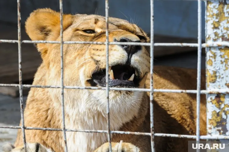 Ограждение арены оказалось слишком хрупким для хищника
