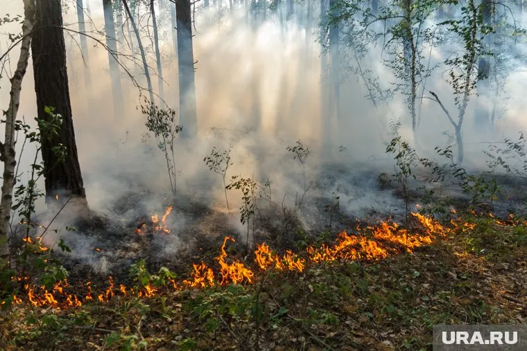 Владимир Путин призывает минимизировать ущерб от лесных пожаров