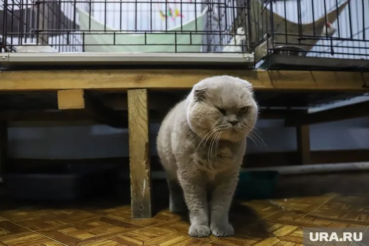 Некоторым животным понадобилась помощь ветеринара