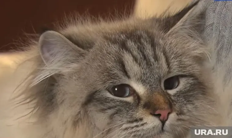 Кот приобретает японские черты