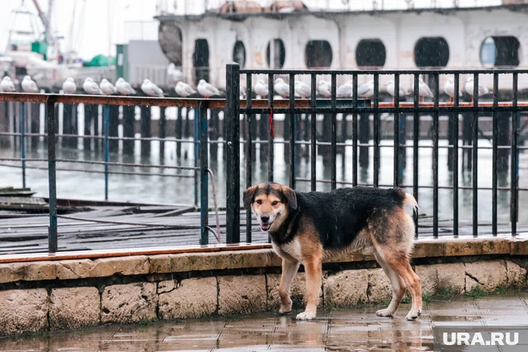 В Тюмени работают несколько приютов для животных, которые готовы принять бездомных собак и кошек