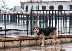 Новый дом для пушистых любимцев: куда тюменцы могут сообщить о потерявшихся животных