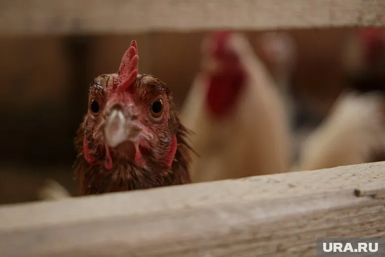 Специалисты по работе с птицами находятся в группе риска