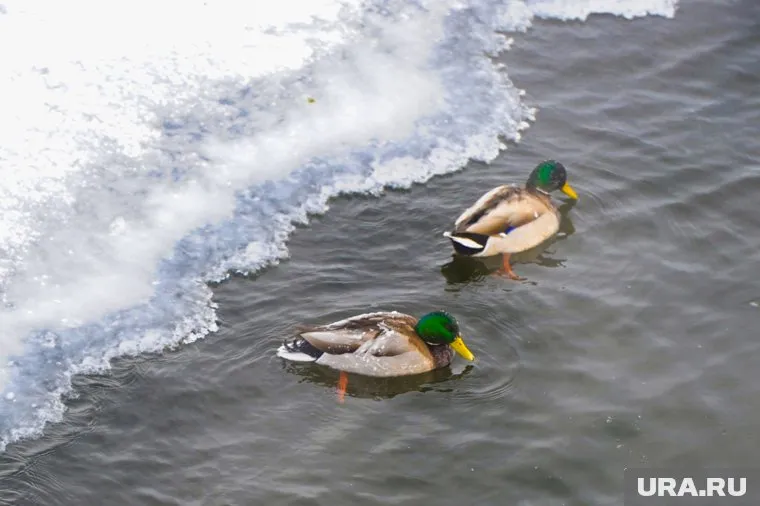 В Челябинской области вновь все растает, а потом замерзнет