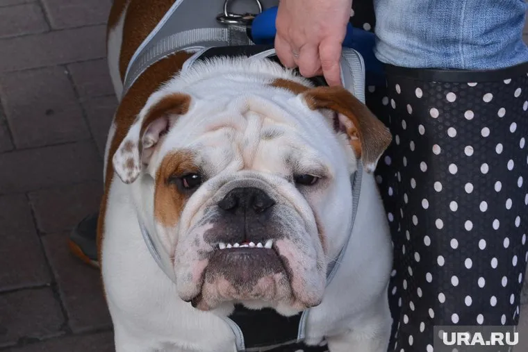 Животных из списка можно выгуливать только в наморднике и на поводке