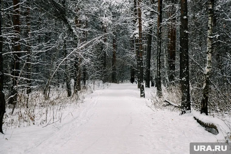 Тело Юрия Чуприянова закопали в лесу в феврале 2013-го (архивное фото)