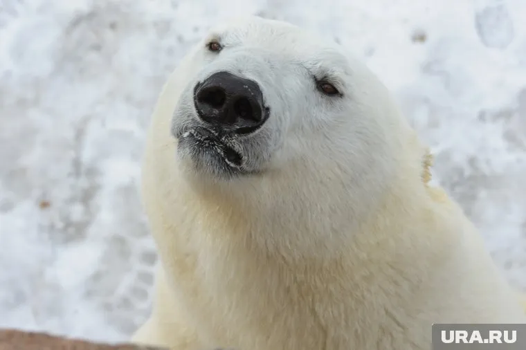 Полиция побеждает коррупцию, а медведи выходят из спячки. Главное за 21 марта