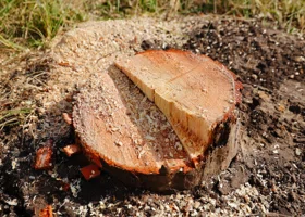 В Тюменской области вычислили черных лесорубов, уничтоживших более 50 деревьев