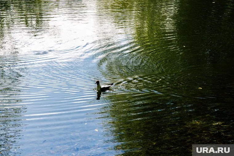 Предварительно, подросток вместе с друзьями хотел переплыть водоем