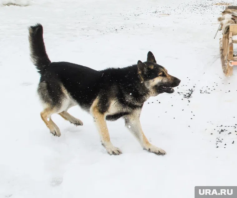 Мэрия Мегиона заплатила 50 тысяч рублей девочке, которую укусила бездомная собака