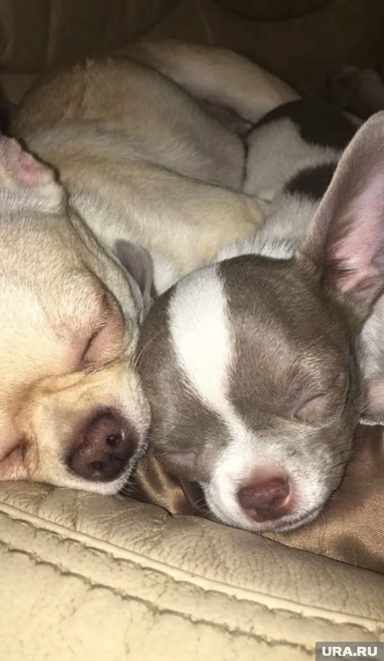 Пользовательница по имени Анастасия назвала питомцев Пинаева «псинами»