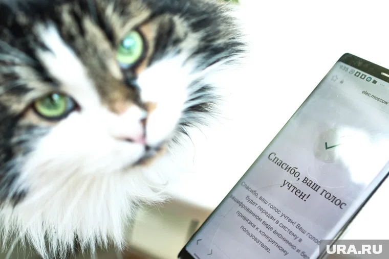 Дистанционно проголосовать можно с телефона или планшета