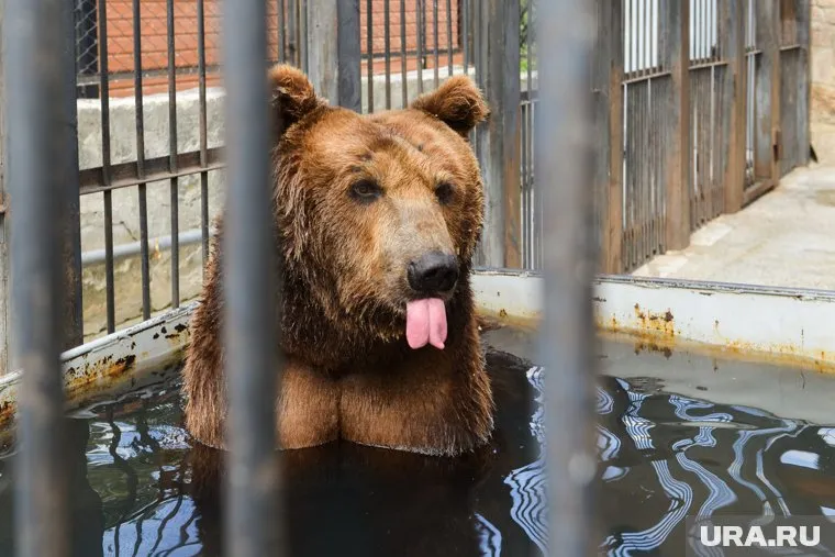 Медведи в октябре готовятся к длительному сну