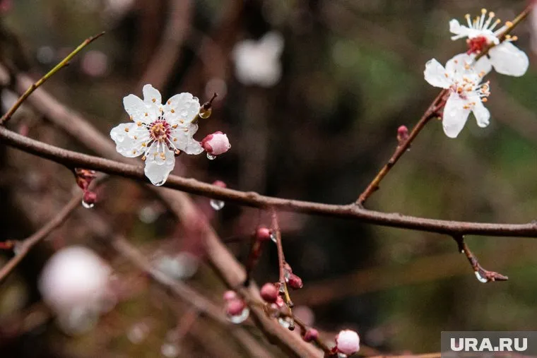 В некоторых регионах весна настанет раньше времени, уверены синоптики