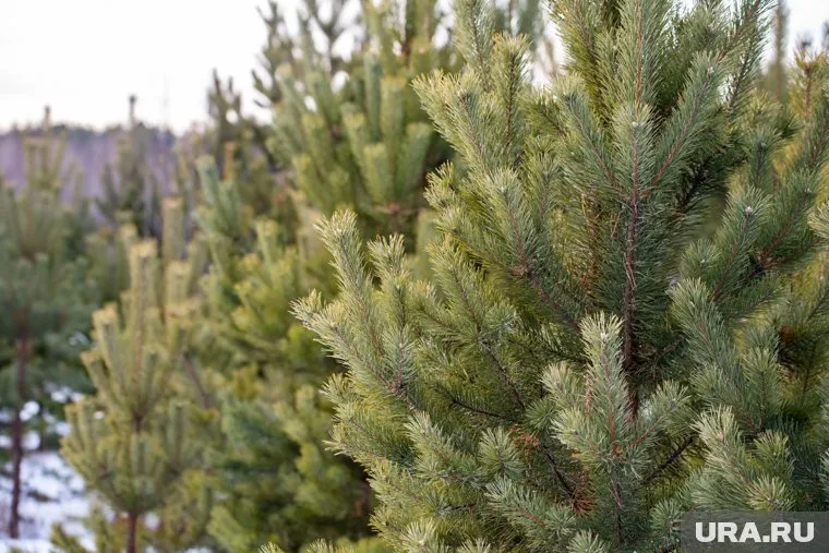 Пихта или сосна лучше подойдет для тех случаев, когда клиент желает, чтобы дерево простояло как можно дольше