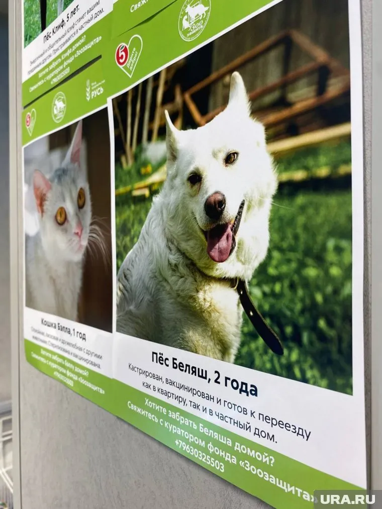 Рядом с коробами для сбора средств разместят фотографии животных, которые ищут дом