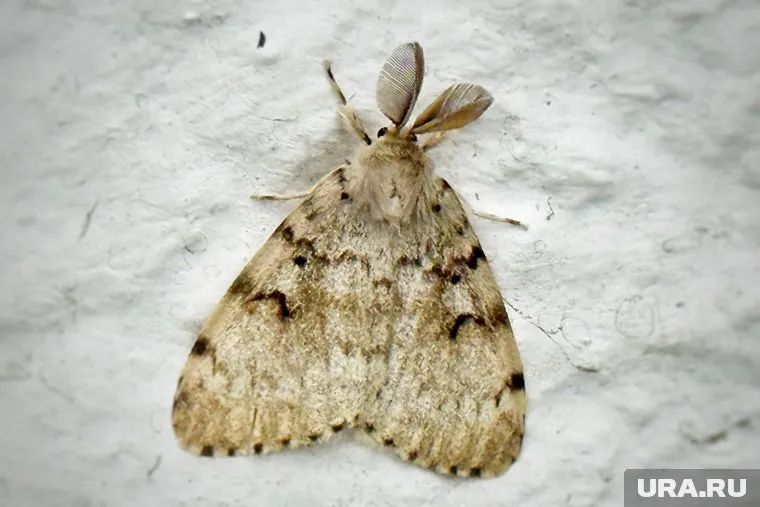 На улицах Кургана летает много бабочек непарного шелкопряда