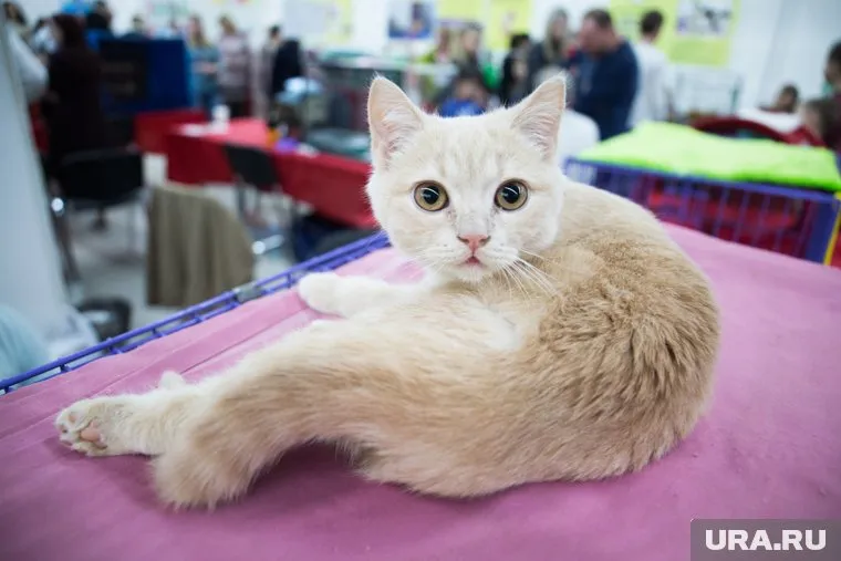 Девочка упала с дивана и умерла