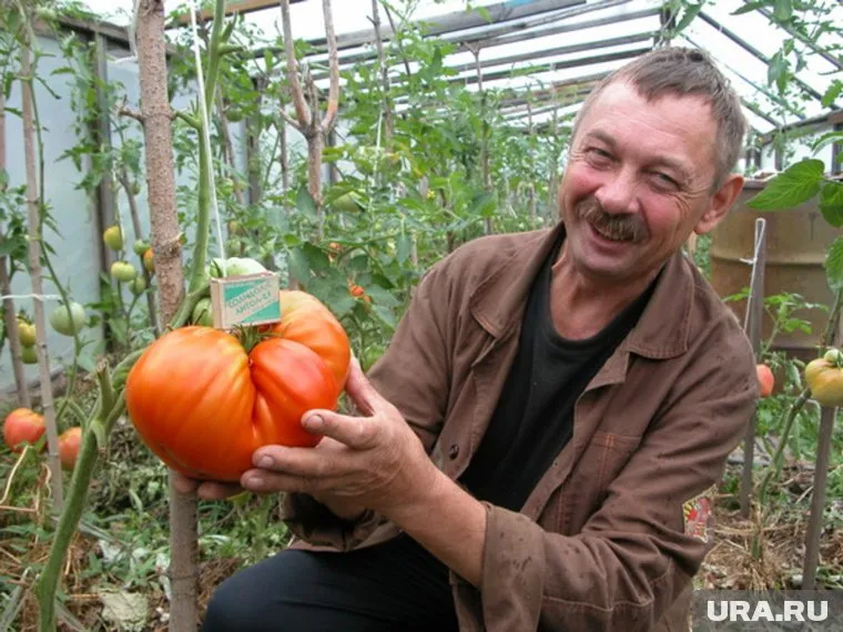 Каждый «Вова Путин» весит килограмм и больше