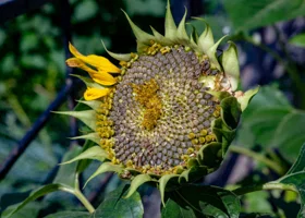 В Челябинской области ставят рекорды по сбору урожая подсолнуха