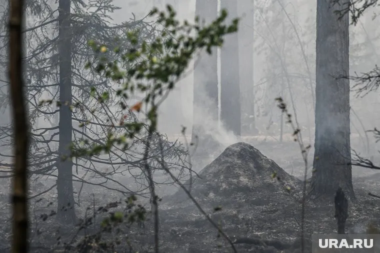 На время действия режима запрещено посещать леса, разжигать костры и жечь траву