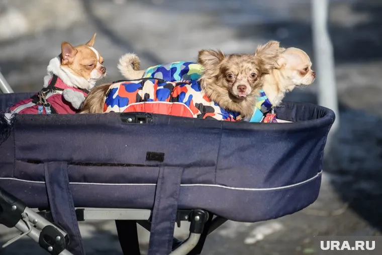 Транспортная доставка животных стала более востребованной