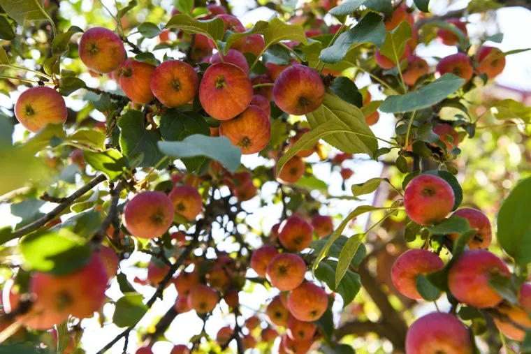 Алексей Орлов в СНТ Березка. Екатеринбург