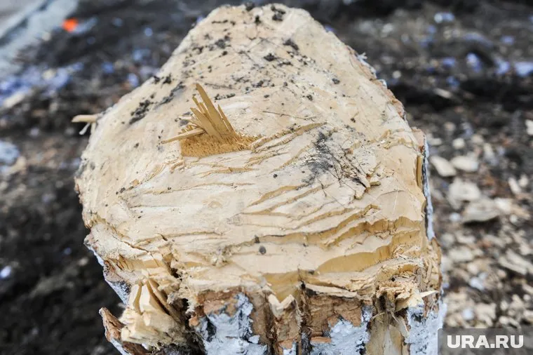 Полиция возбудила уголовное дело за спил деревьев в Челябинске