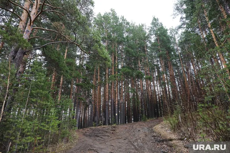 В Пермском крае жителям ограничили посещение лесов