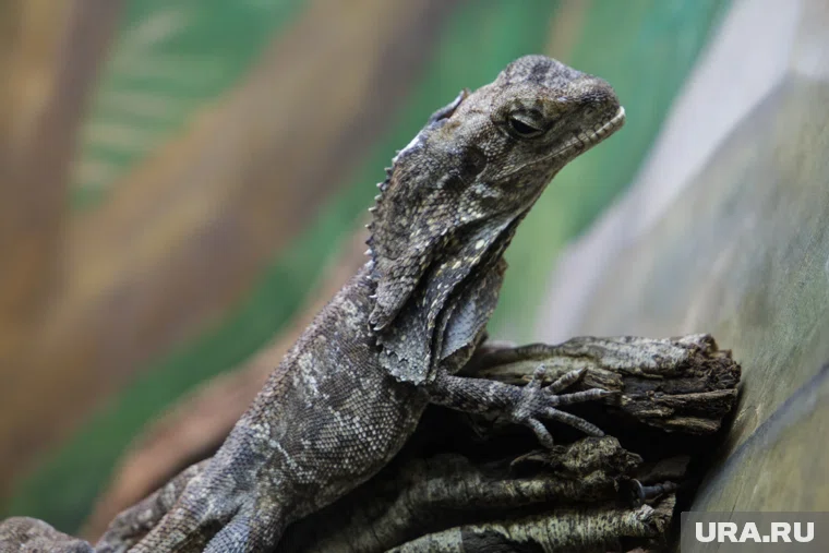 В Курганской области заметили странную ящерицу (архивное фото)
