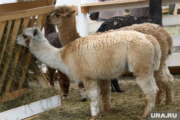 С животными можно будет обниматься и кормить