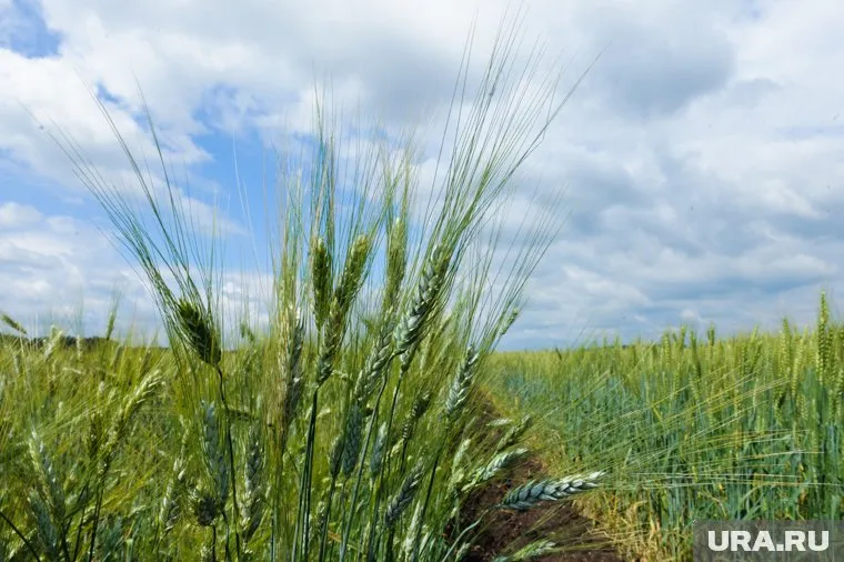 Поля Коркино затопило фекалиями