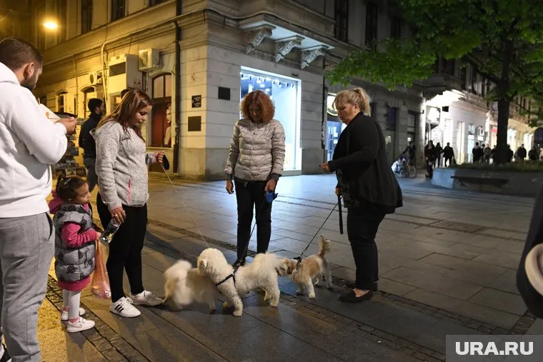 В Госдуме предложили обложить налогом заводчиков домашних животных