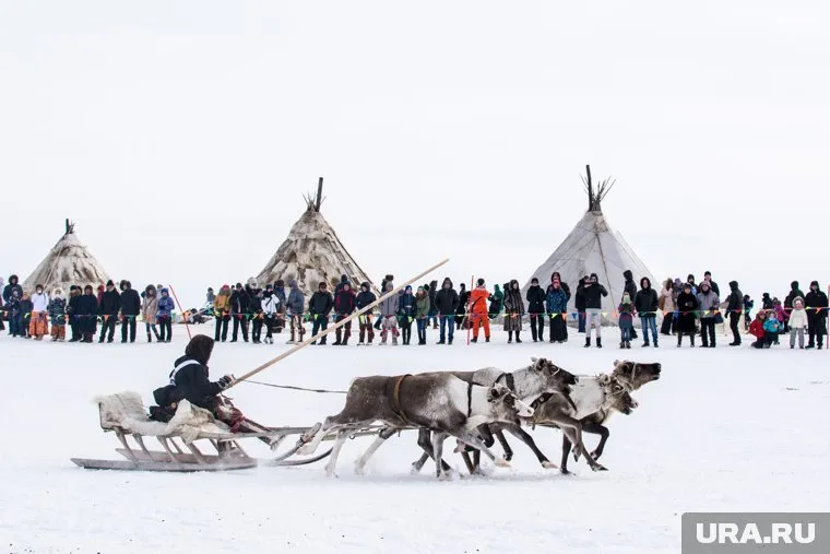 Первым День оленевода отпразднует Надым