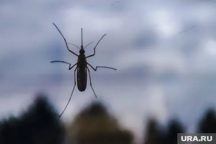 Фумигаторы, ловушки, ультразвуковые отпугиватели помогут избавиться от комаров