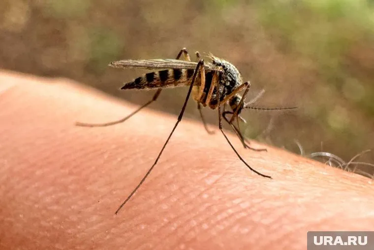 Некоторые виды насекомых являются переносчиками опасных заболеваний