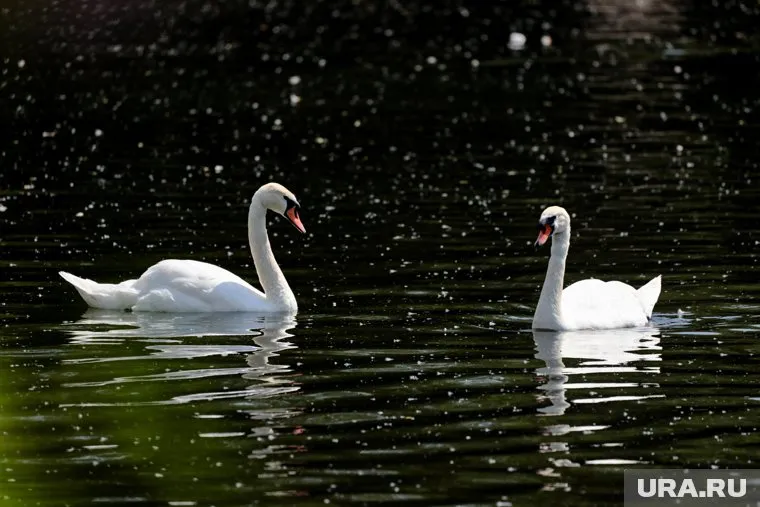 Эколог отмечает, что обилие лебедей уничтожает другие виды птиц