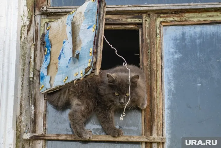 Фото с якобы спасенным в Краматорске котом было сделано в 2011 году в США (фото из архива)