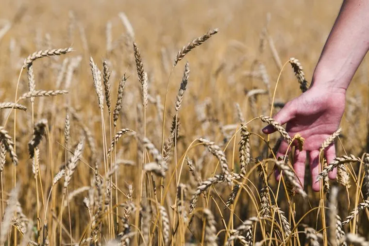 Второй день работы Всероссийского дня поля - 2021. Свердловская область, Кадниково