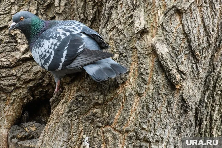 К птицам прикрепляли камеры, чтобы они снимали секретные советские объекты, однако использовать голубей в секретных операциях не удалось