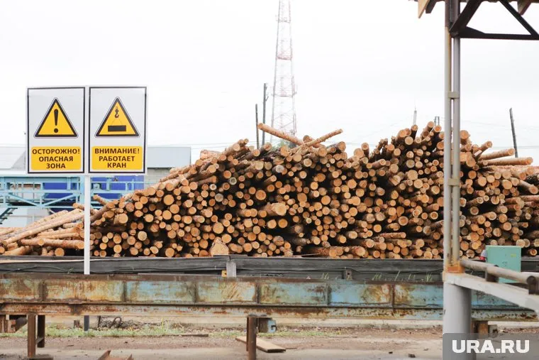 Двум курганцам грозит до 10 лет колонии за вывоз леса в Казахстан
