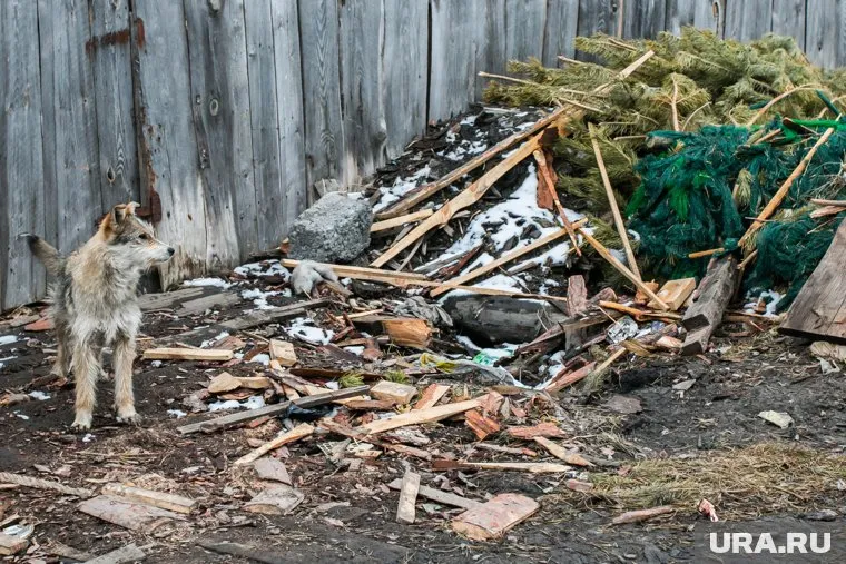 Мужчина в упор расстрелял животное из ружья