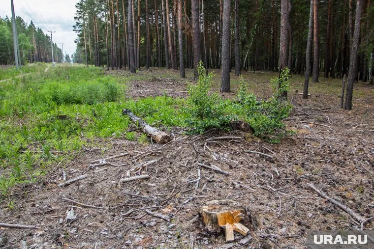 Дмитрий Михайленко уверяет, что при распродаже участков деревья не пострадают