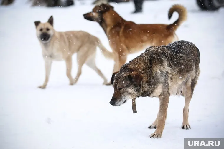В Перми собаки напали на детей