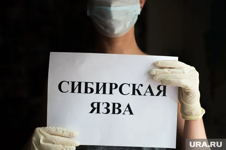 Риски эпидемического распространения сибирской язвы по России отсутствуют