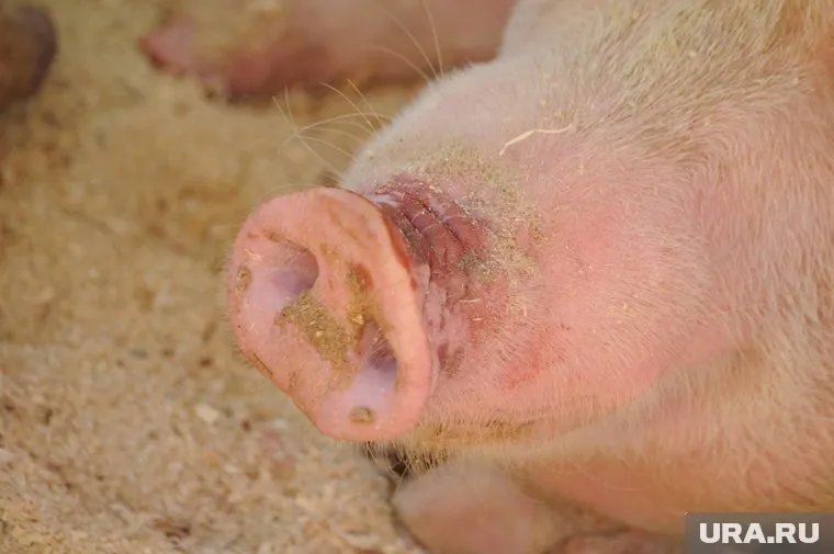 В Тюменской области очаг инфекции обнаружили на свинокомплексе