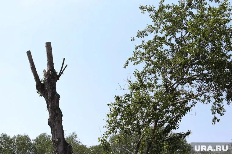 Александр Чепурнов рассказал о лекарствах от COVID, которые можно создать на основе водных вытяжек растений, например, чаги