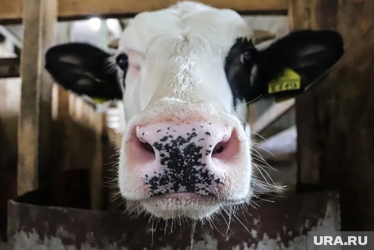 Не бойтесь слухов, правда страшнее